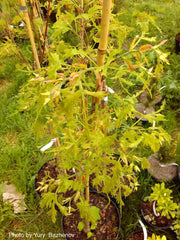 Tilia platyphyllos x euchora 'Henryk Eder' Dwarf Cut-Leaf Linden - Mr Maple │ Buy Japanese Maple Trees