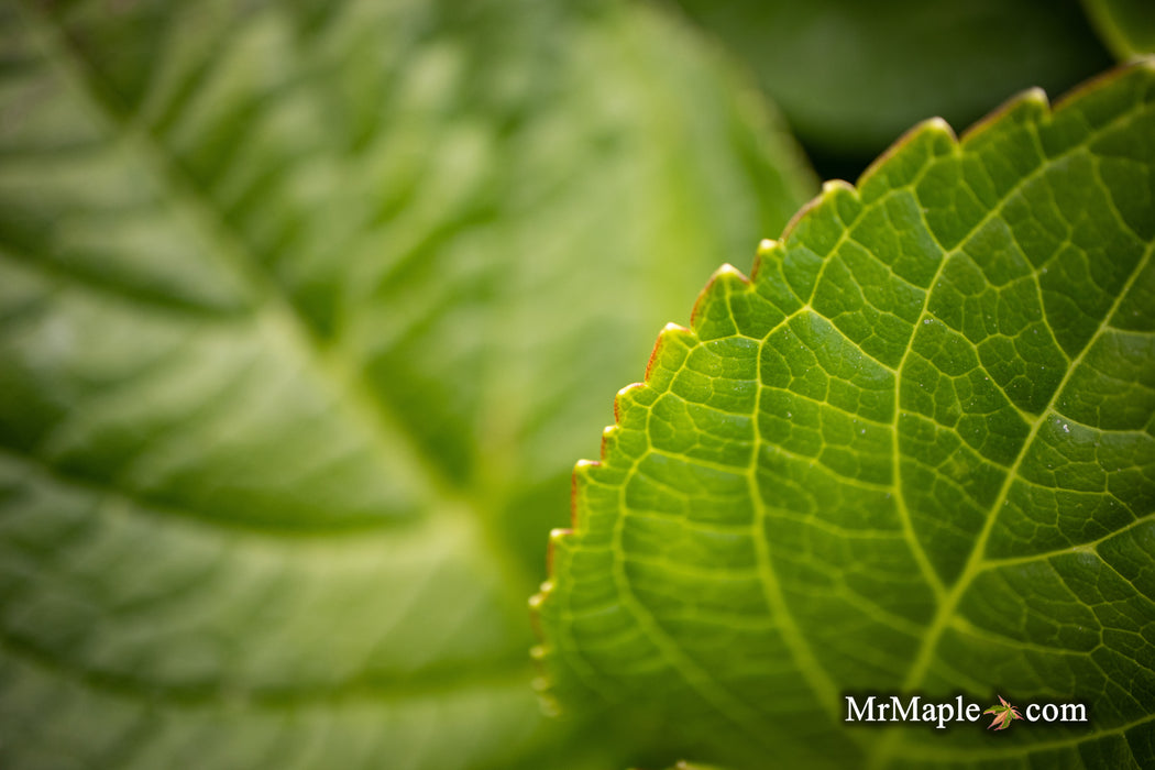 Hydrangea macrophylla 'Tinkerbell’ Hydrangea