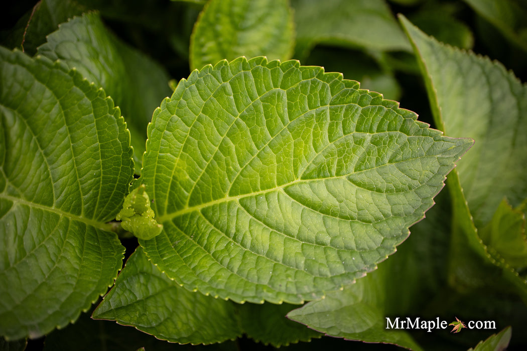 Hydrangea macrophylla 'Tinkerbell’ Hydrangea