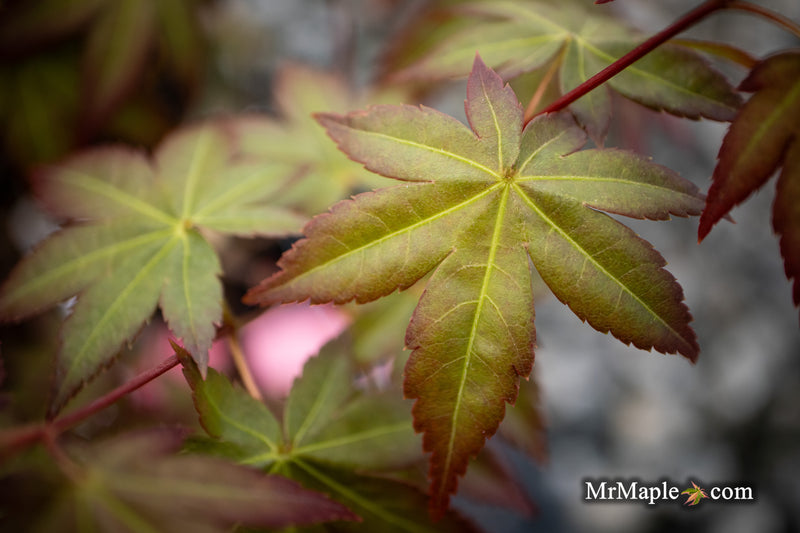 Acer palmatum 'Tirza' Japanese Maple