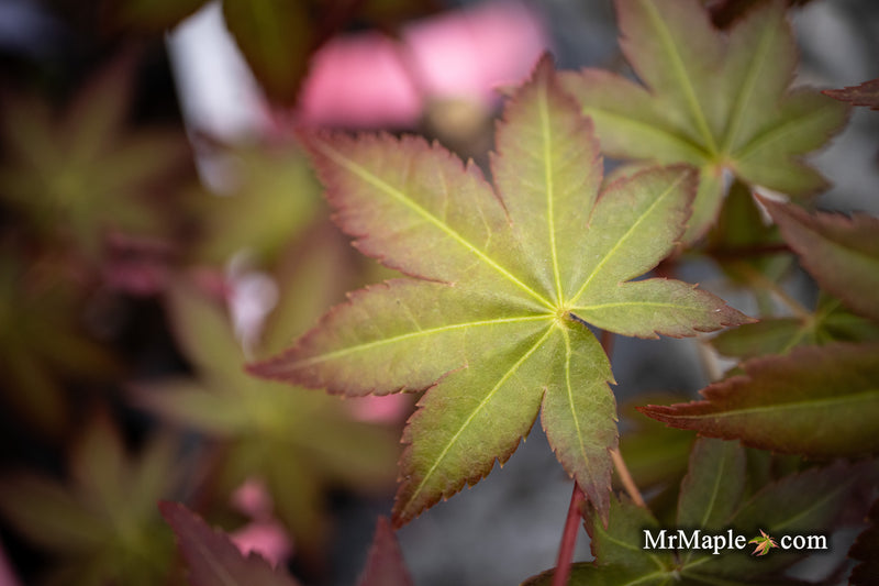 Acer palmatum 'Tirza' Japanese Maple