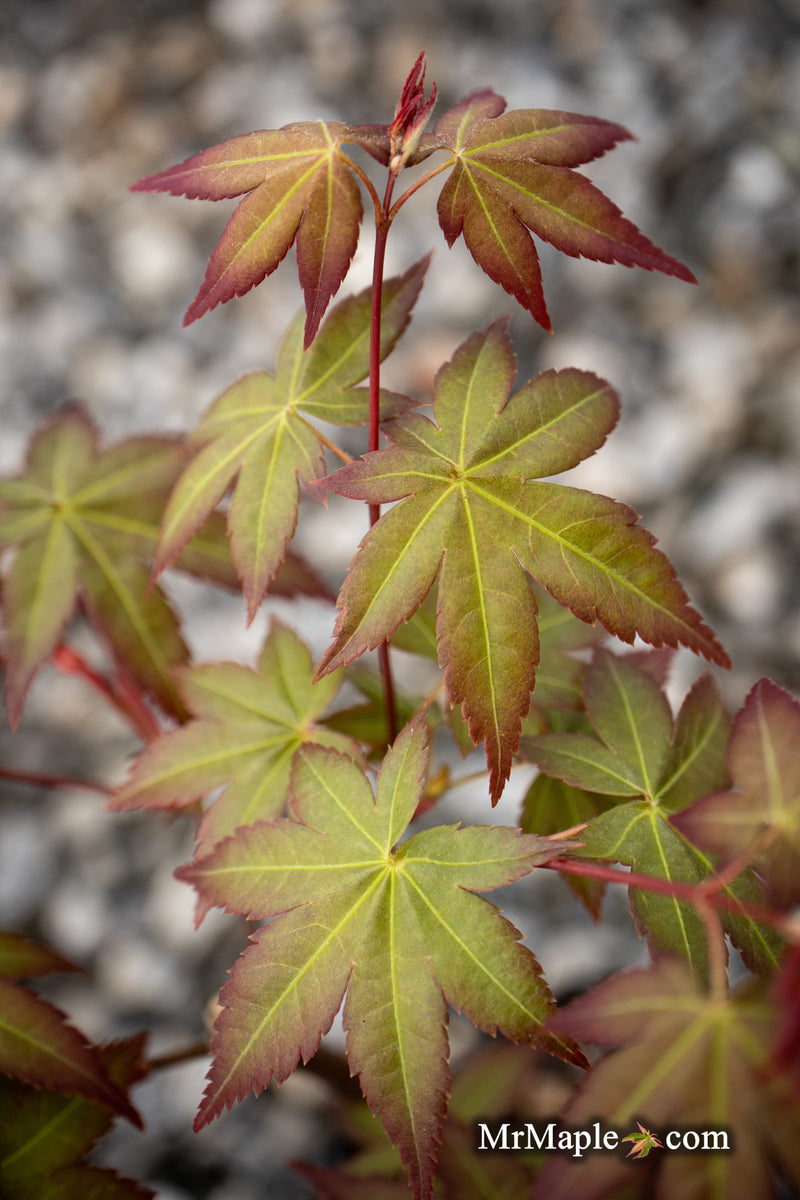 Acer palmatum 'Tirza' Japanese Maple