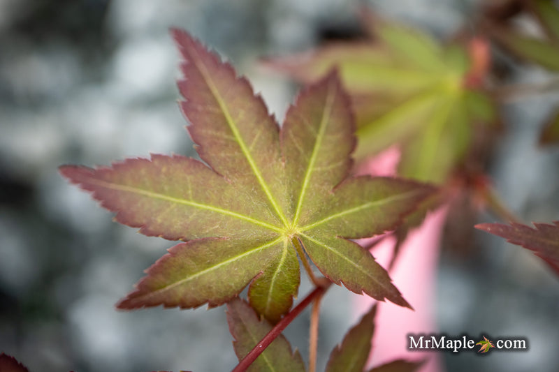 Acer palmatum 'Tirza' Japanese Maple
