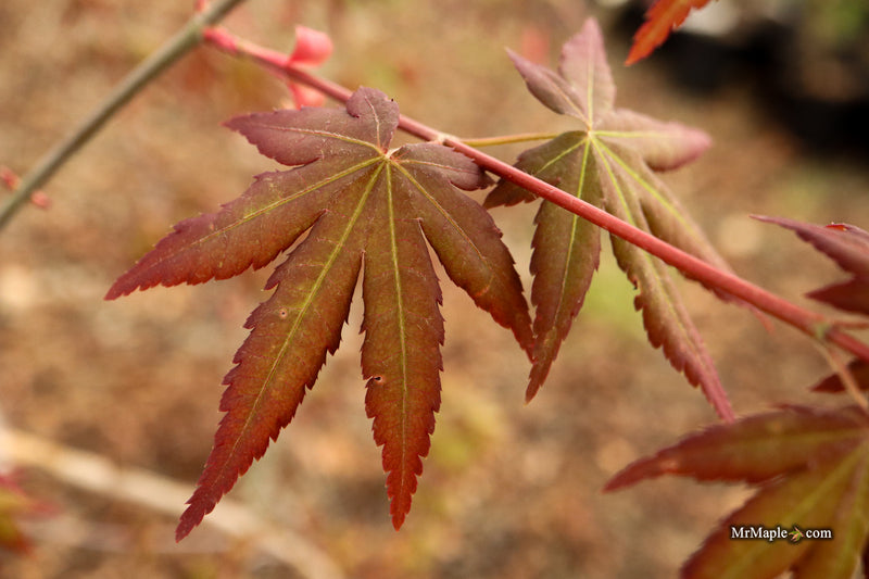Acer palmatum 'Tirza' Japanese Maple