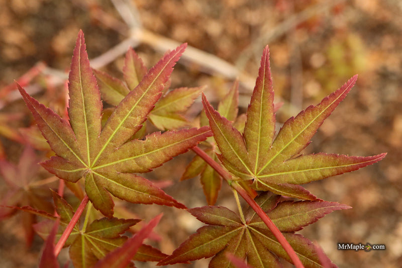 Acer palmatum 'Tirza' Japanese Maple