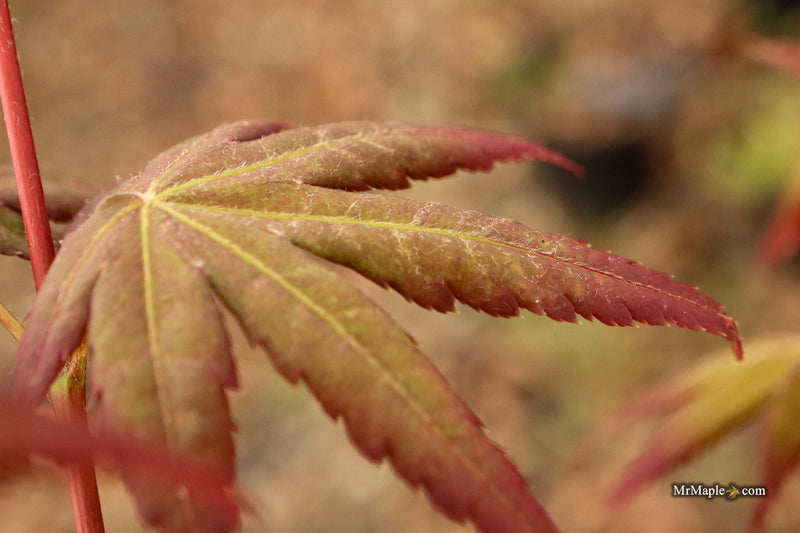 Acer palmatum 'Tirza' Japanese Maple