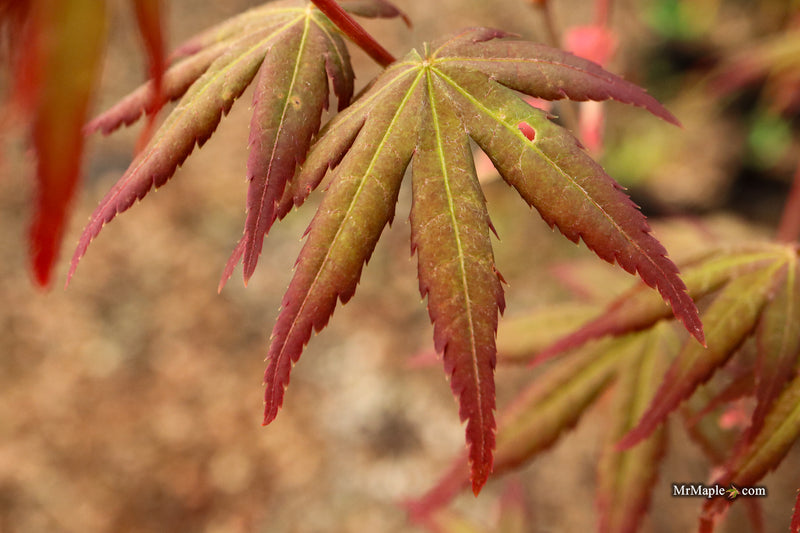 Acer palmatum 'Tirza' Japanese Maple