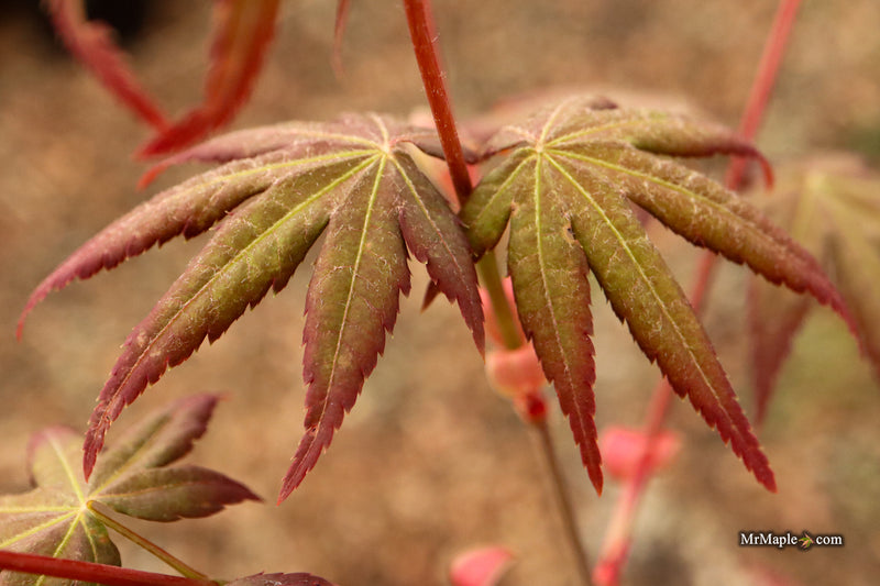 Acer palmatum 'Tirza' Japanese Maple