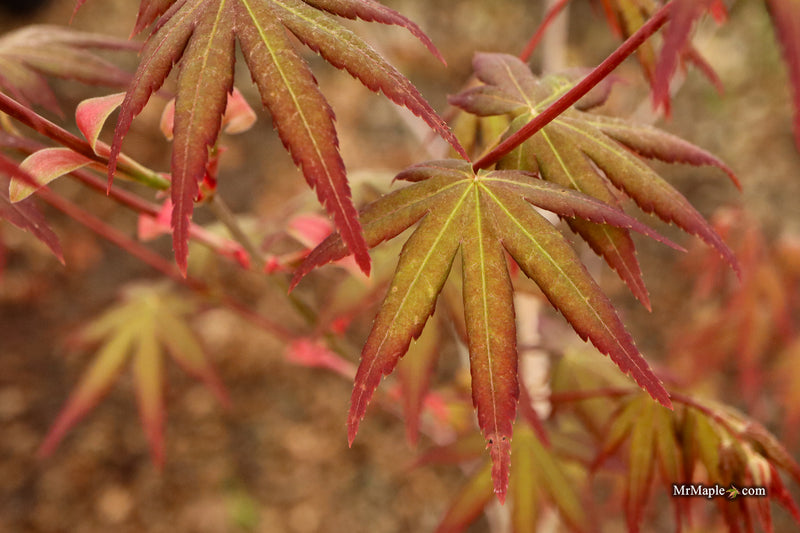 Acer palmatum 'Tirza' Japanese Maple