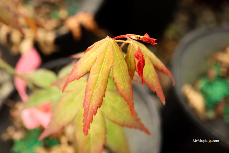 Acer palmatum 'Tirza' Japanese Maple