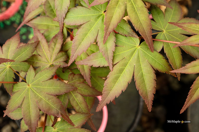 Acer palmatum 'Tirza' Japanese Maple