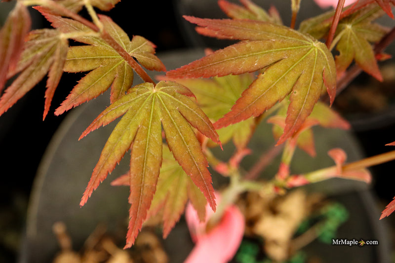 Acer palmatum 'Tirza' Japanese Maple
