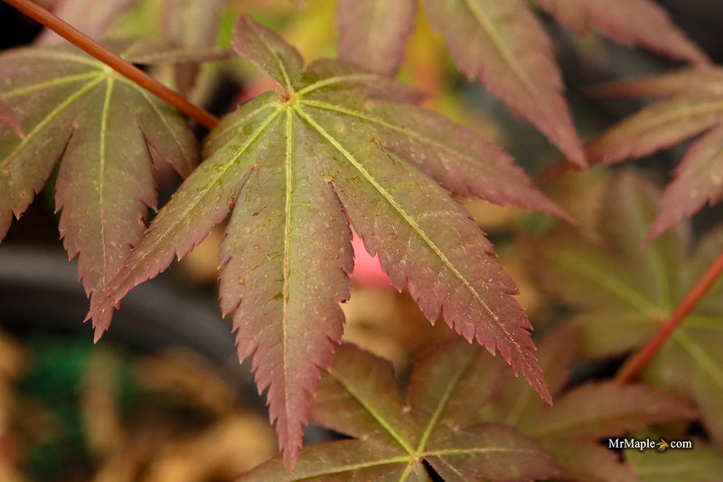 Acer palmatum 'Tirza' Japanese Maple