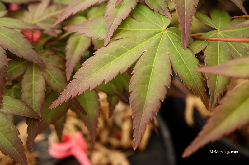 Acer palmatum 'Tirza' Japanese Maple