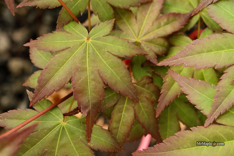 Acer palmatum 'Tirza' Japanese Maple