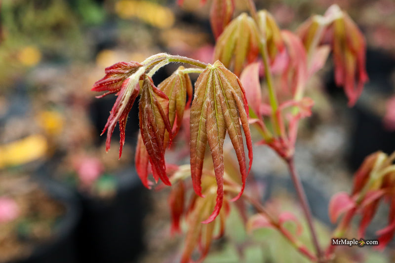 Acer palmatum 'Tirza' Japanese Maple