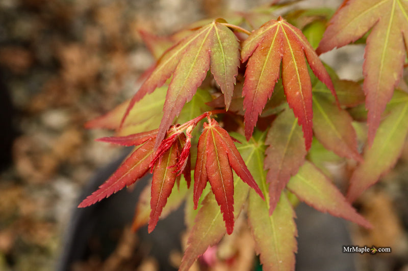 Acer palmatum 'Tirza' Japanese Maple