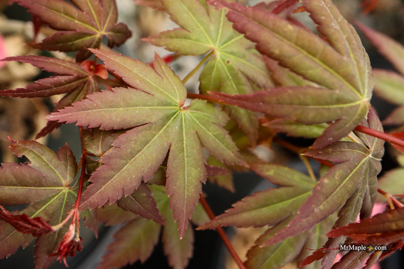 Acer palmatum 'Tirza' Japanese Maple