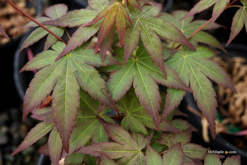 Acer palmatum 'Tirza' Japanese Maple