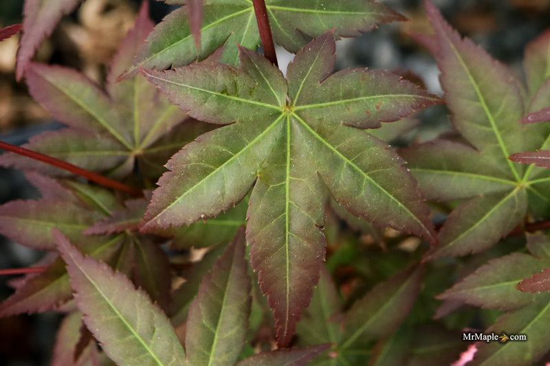 Acer palmatum 'Tirza' Japanese Maple