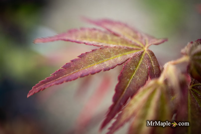 Acer palmatum 'Tirza' Japanese Maple