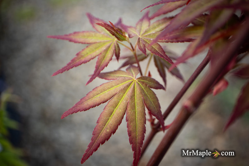 Acer palmatum 'Tirza' Japanese Maple