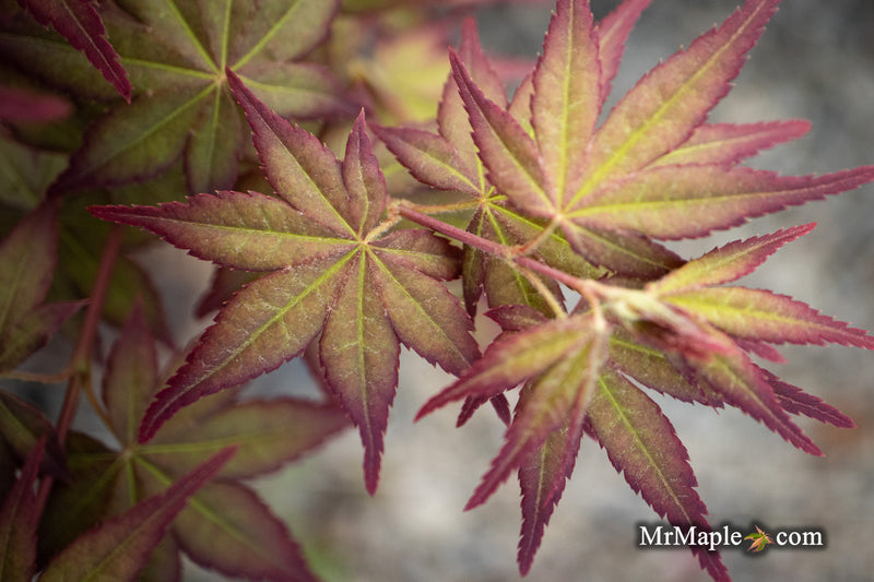 Acer palmatum 'Tirza' Japanese Maple