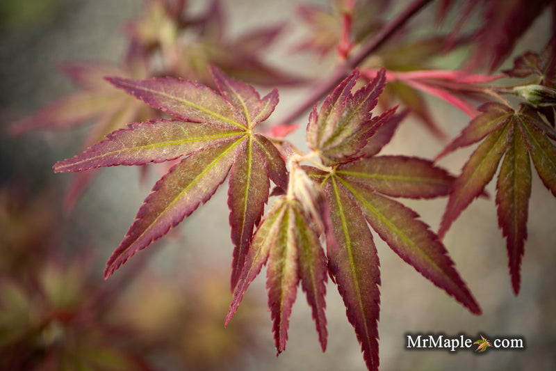 Acer palmatum 'Tirza' Japanese Maple