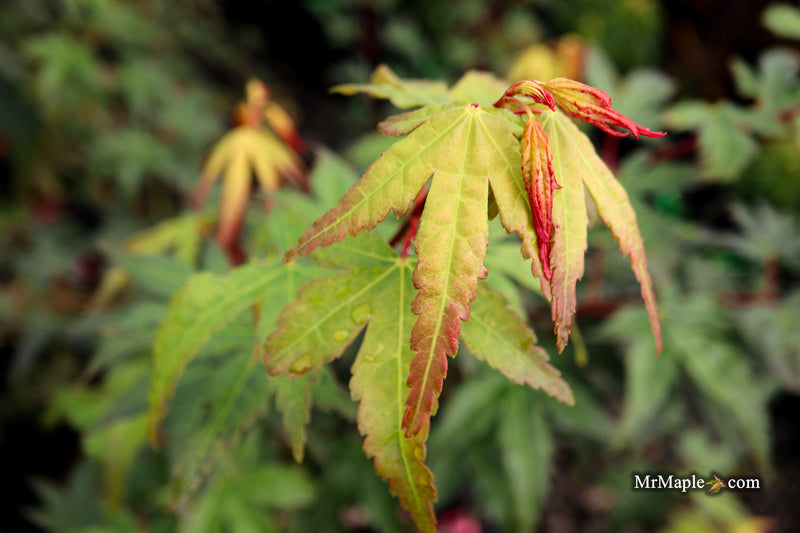 Acer palmatum 'Tirza' Japanese Maple