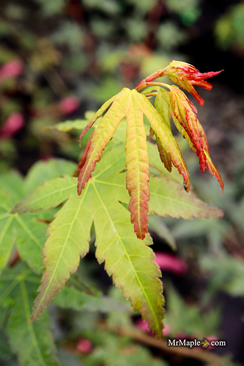 Acer palmatum 'Tirza' Japanese Maple