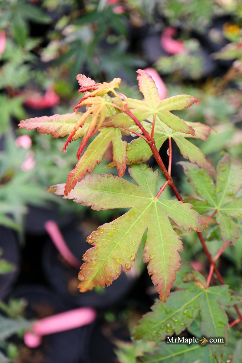 Acer palmatum 'Tirza' Japanese Maple