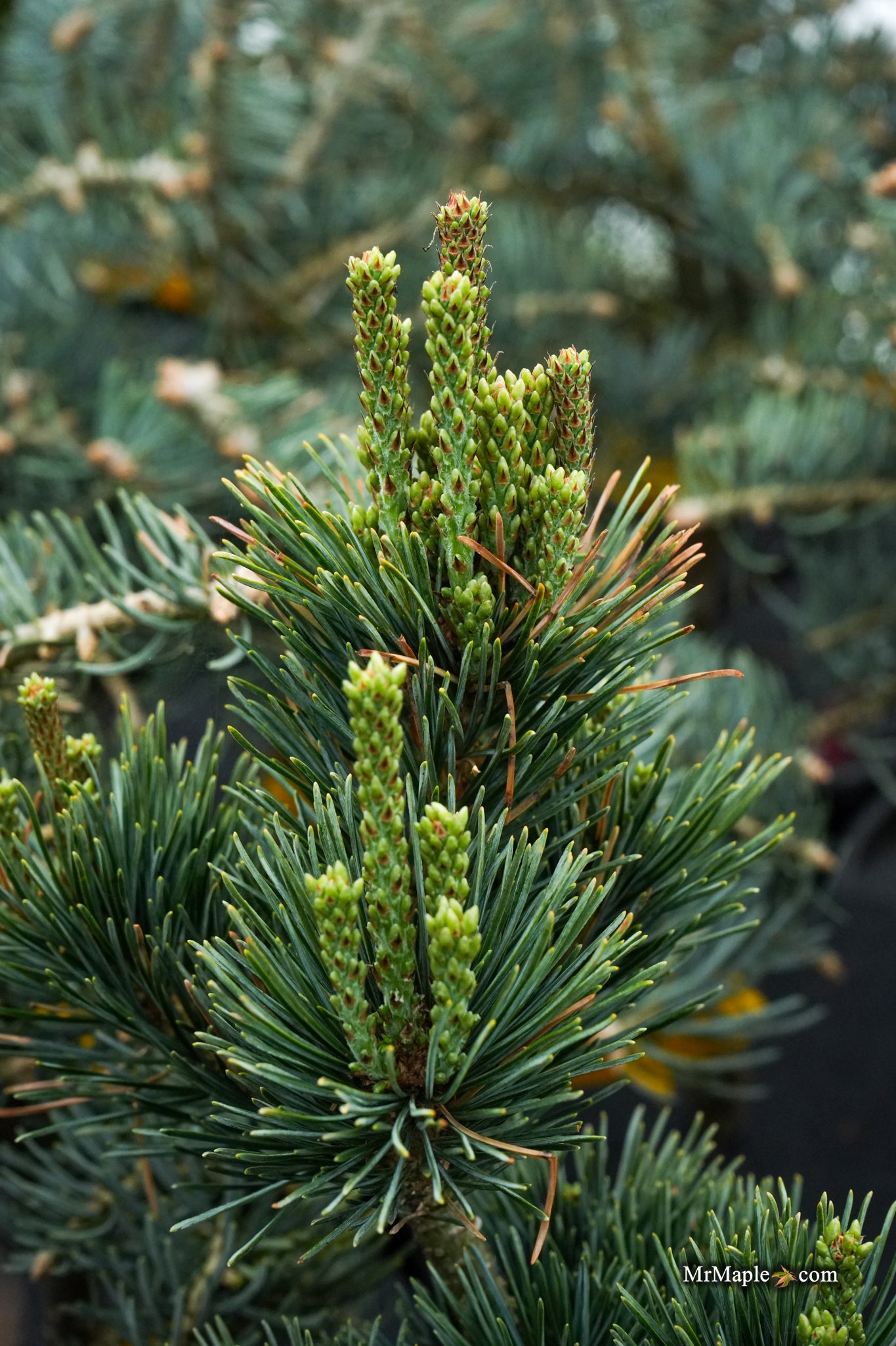 Buy Pinus parviflora 'Tokyo Dwarf' Dwarf White Pine — Mr Maple