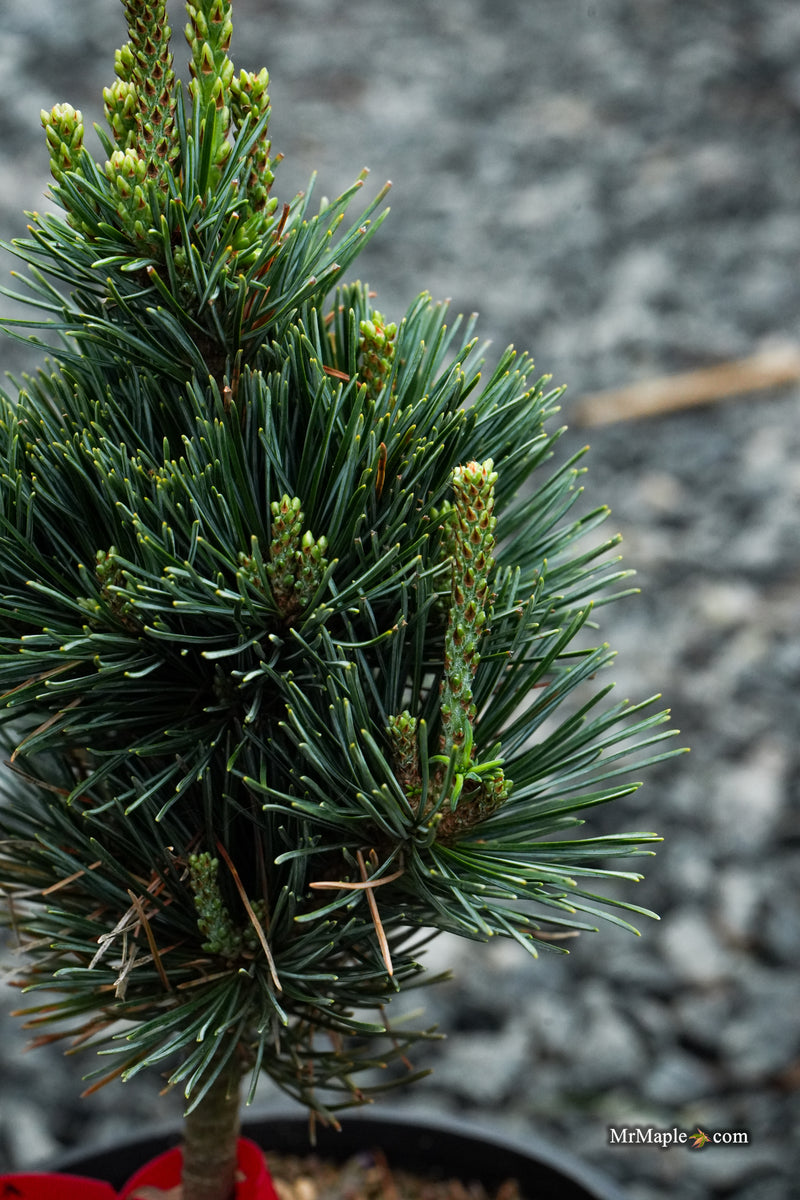 Pinus parviflora 'Tokyo Dwarf' Dwarf White Pine