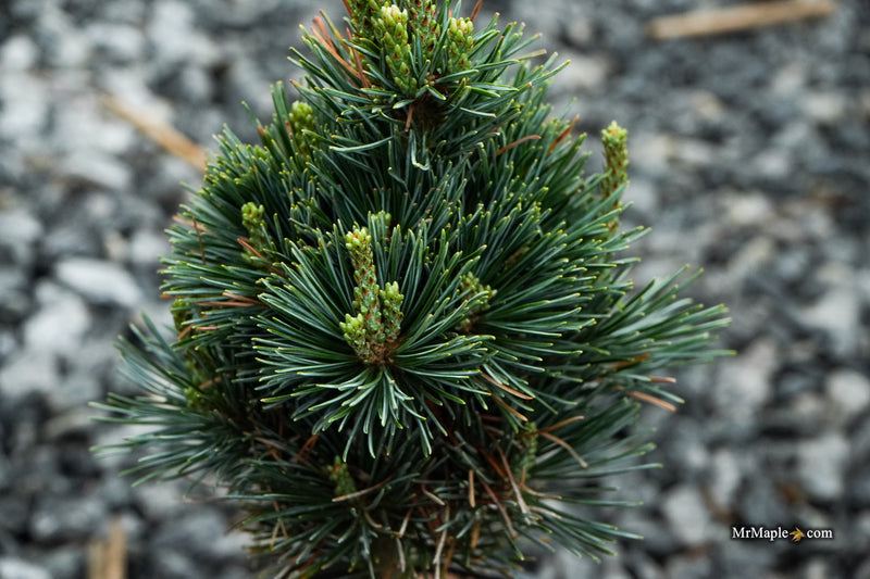 Pinus parviflora 'Tokyo Dwarf' Dwarf White Pine