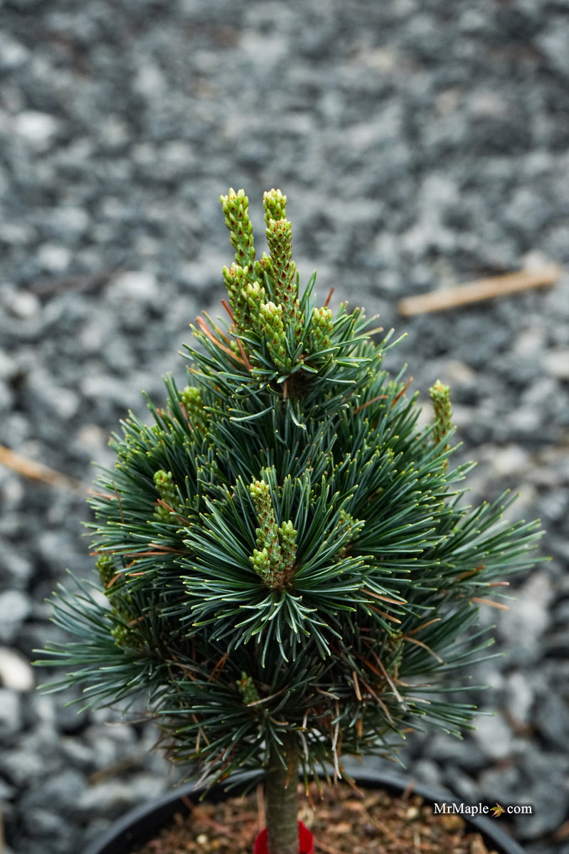 Pinus parviflora 'Tokyo Dwarf' Dwarf White Pine
