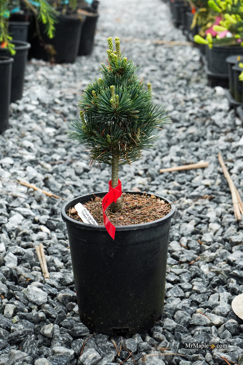 Pinus parviflora 'Tokyo Dwarf' Dwarf White Pine