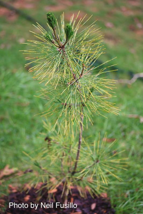 Pinus thunbergii 'Torafu Matsu' Japanese Black Pine