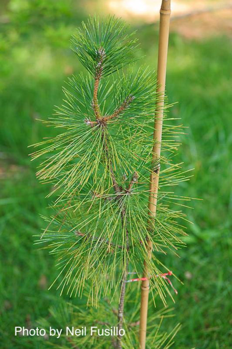 Pinus thunbergii 'Torafu Matsu' Japanese Black Pine