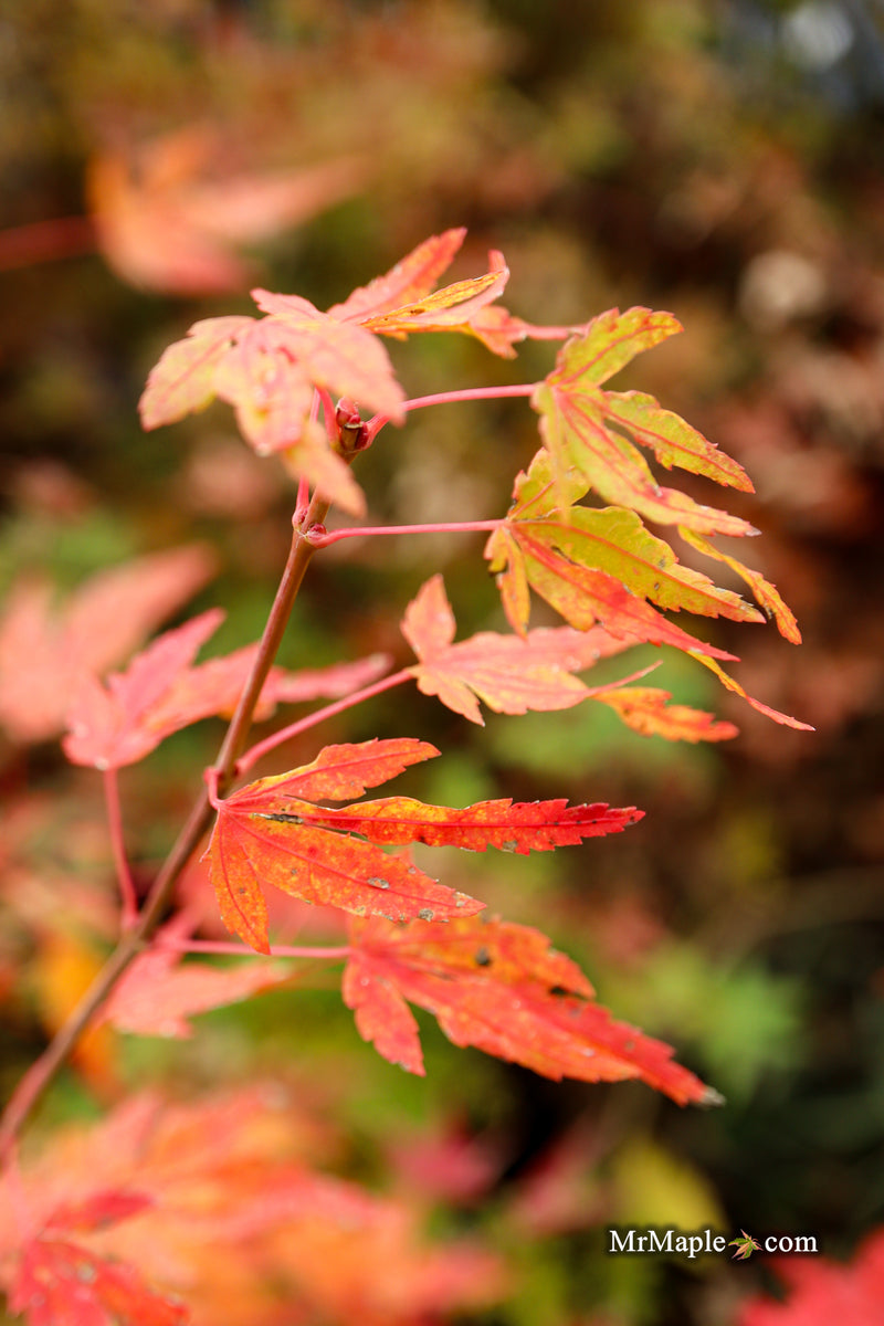 Acer palmatum 'Troll's Foot' Japanese Maple