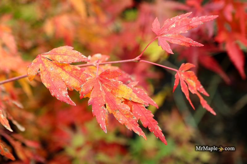 Acer palmatum 'Troll's Foot' Japanese Maple