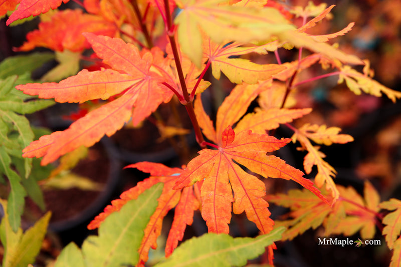 Acer palmatum 'Troll's Foot' Japanese Maple