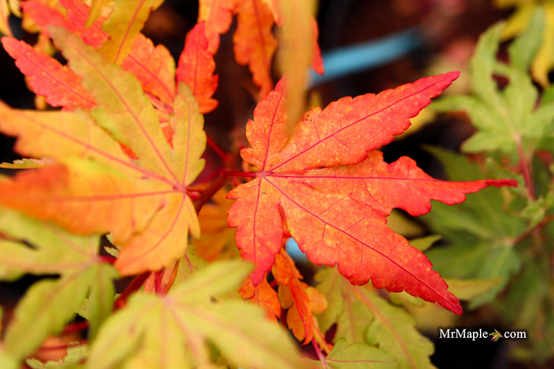 Acer palmatum 'Troll's Foot' Japanese Maple