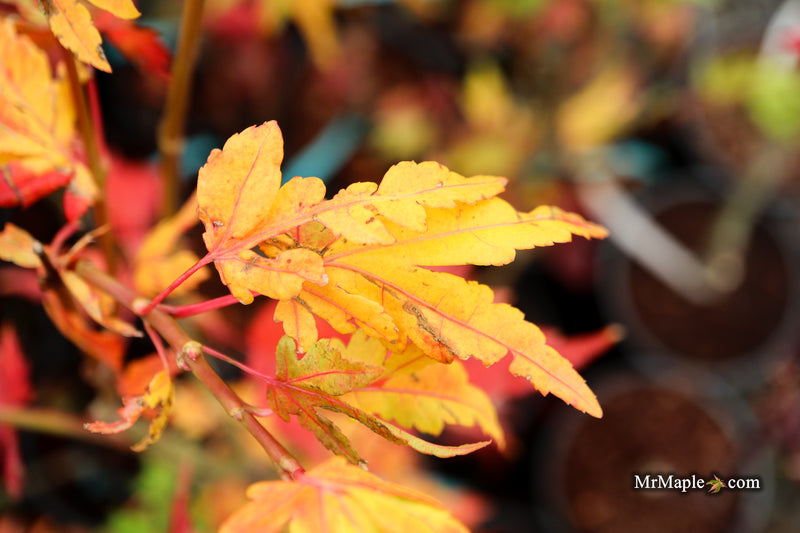 Acer palmatum 'Troll's Foot' Japanese Maple