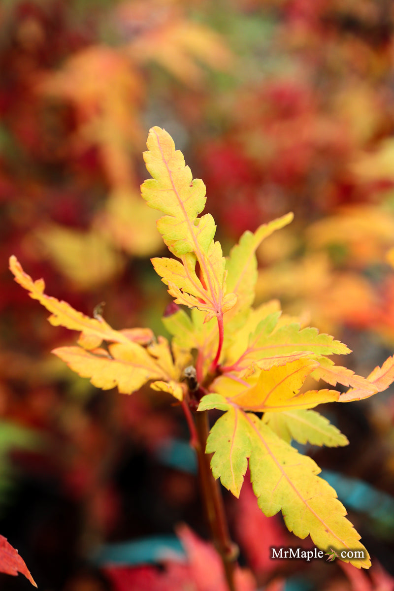 Acer palmatum 'Troll's Foot' Japanese Maple