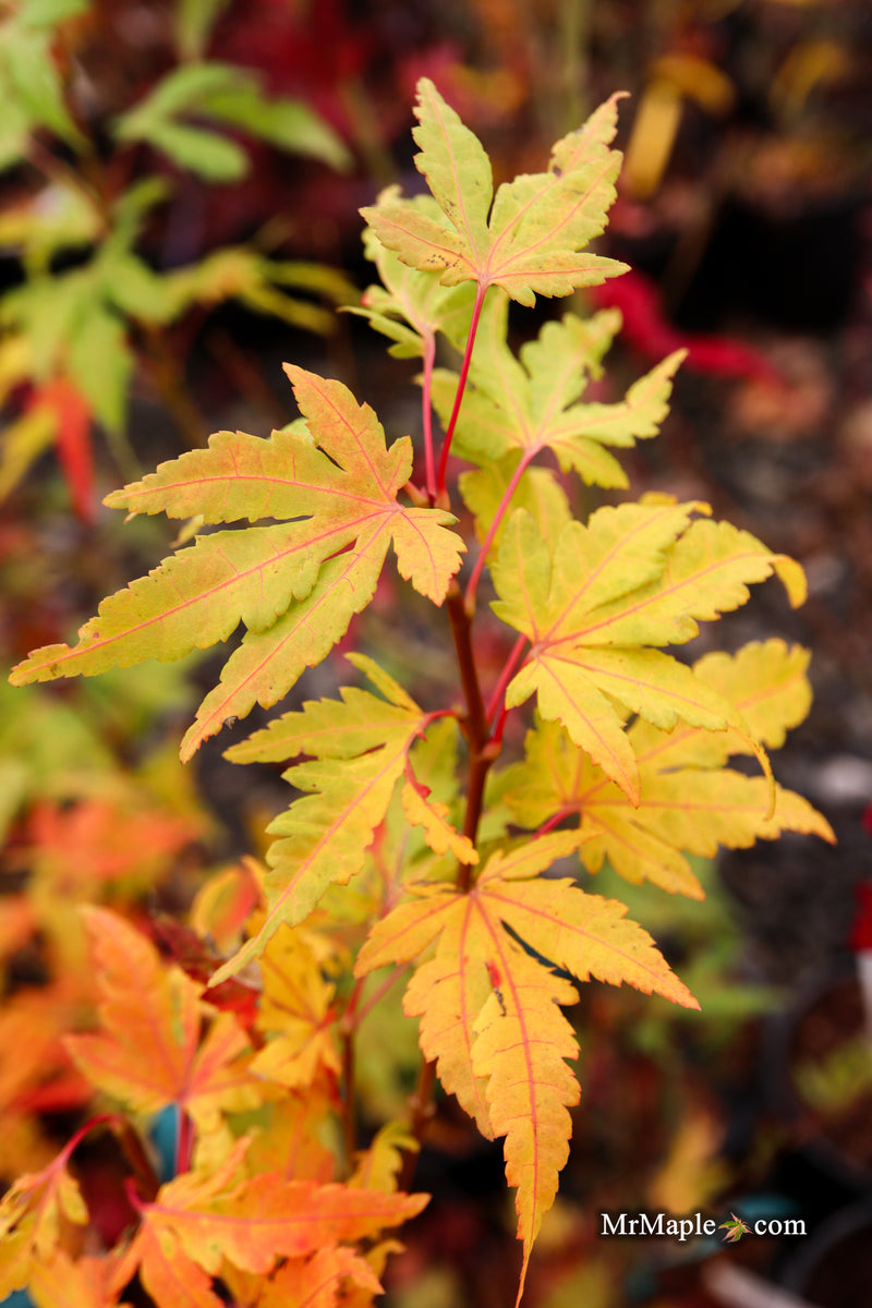 Acer palmatum 'Troll's Foot' Japanese Maple
