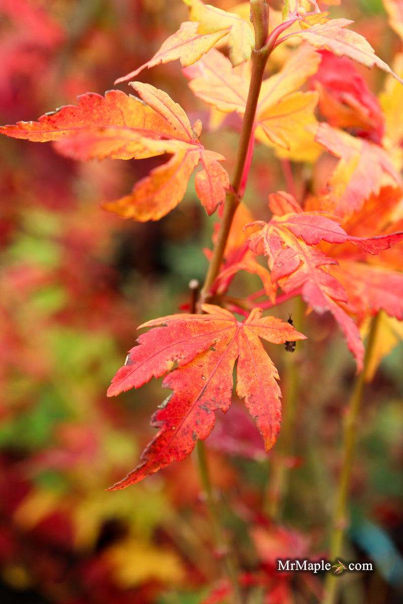Acer palmatum 'Troll's Foot' Japanese Maple