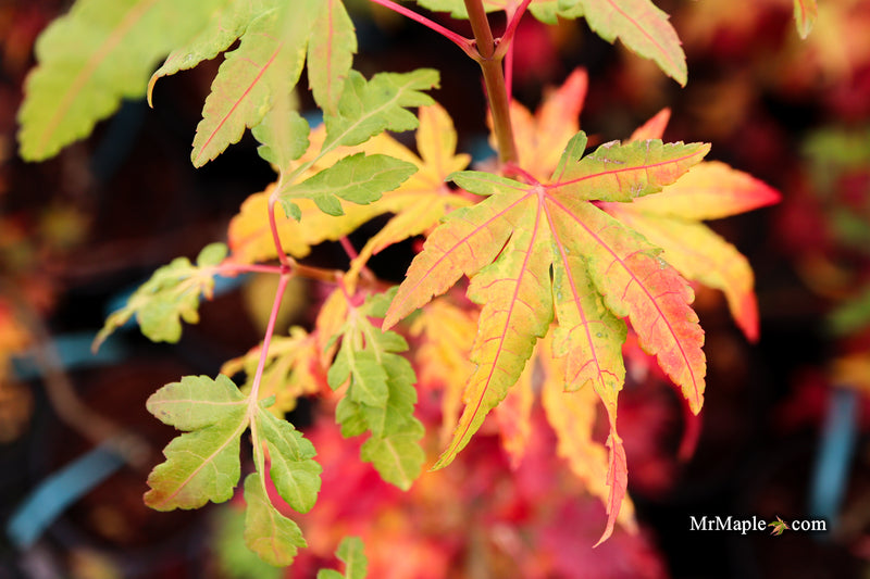 Acer palmatum 'Troll's Foot' Japanese Maple