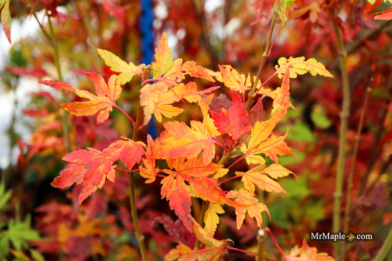 Acer palmatum 'Troll's Foot' Japanese Maple