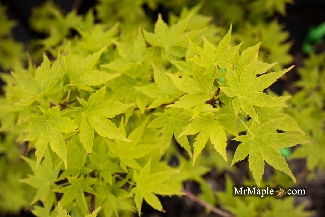 Acer palmatum 'Tsuchigumo' Japanese Maple