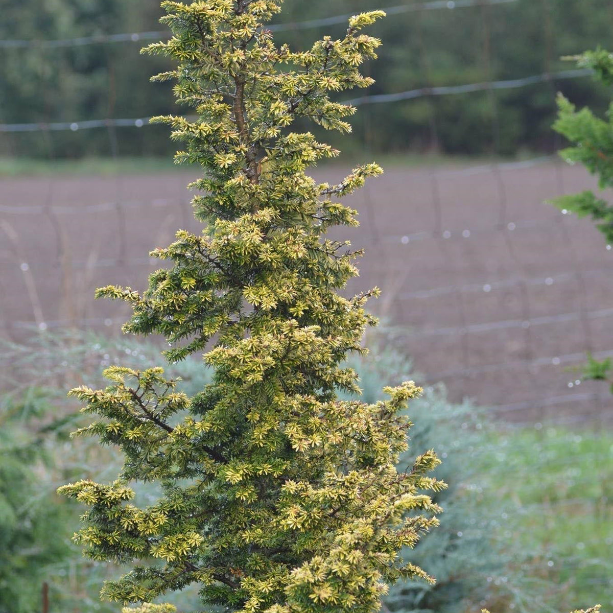 thuja canadensis Buy Tsuga canadensis 'Everitt Golden' Yellow Dwarf Hemlock — Mr Maple │ Buy  Japanese Maple Trees